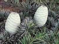Cedarwood Oil Essential Oils