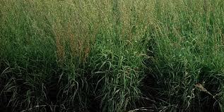 Palmarosa Oil Essential Oils