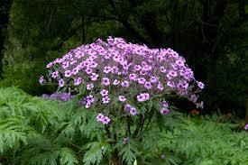Geranium oil Essential Oils
