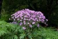 Geranium oil Essential Oils