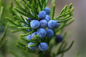 Juniper Berry Oil Essential Oils