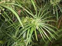 Nagarmotha oil