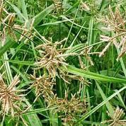 Cypriol oil from India
