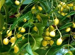 Cold Processed neem oil