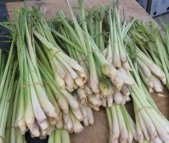 Lemon Grass Oil
