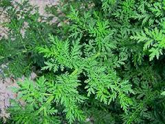Davana Oil