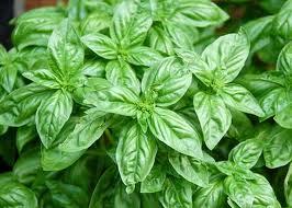 Basil Essential Oil