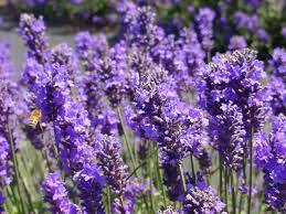 Pure Essential Lavender Oil