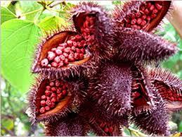 Annatto Extract Food Color