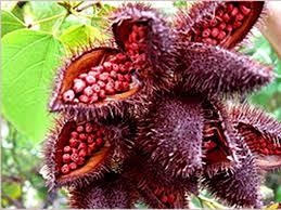 Annatto Extract Food Color