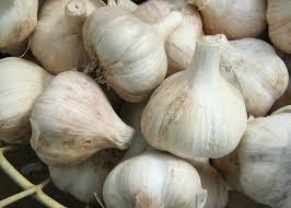 Garlic oil highly pungent