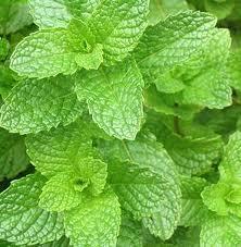 SPEARMINT OIL USP/BP
