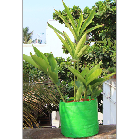 1Foot X 1Foot Grow Bag