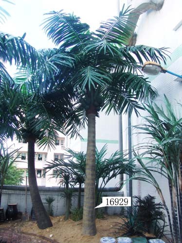 Coconut Tree