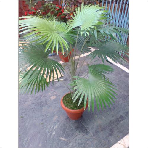 Fan Plam
