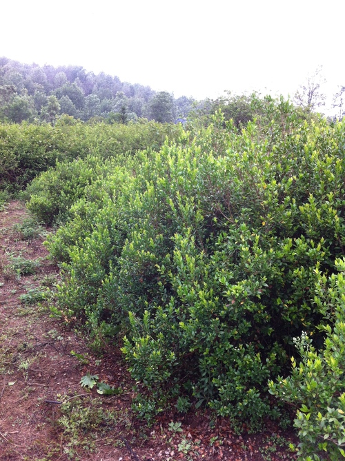 Natural Green Myrtle