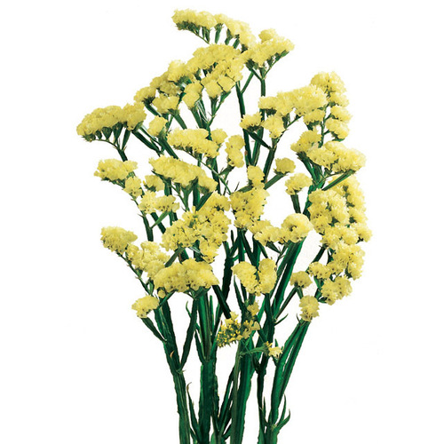 Statice yellow