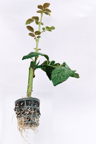 Top Grafted Rose Plant