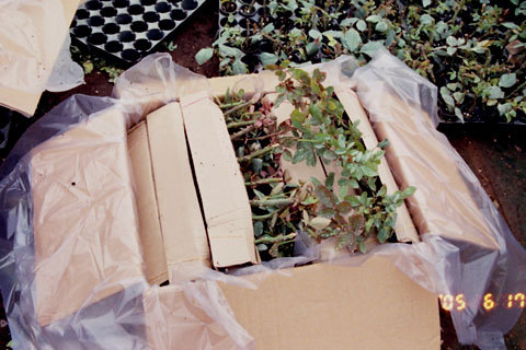 Rose Plant