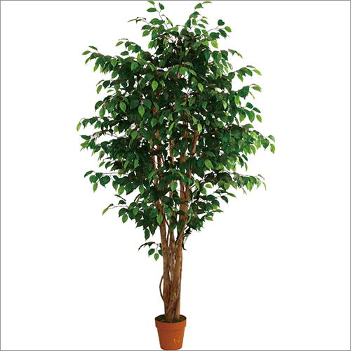 Ficus Tree