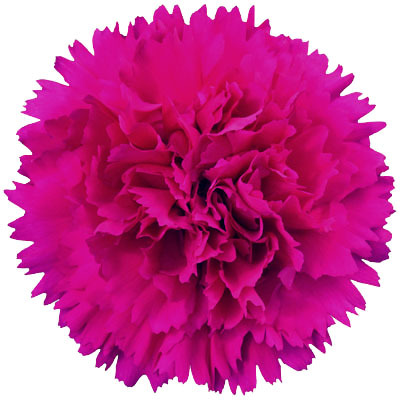 Farieta Plant Flower