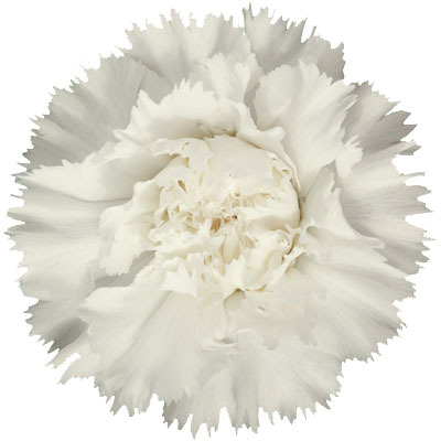 Fiocco Plant Flower
