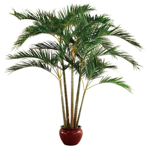 Giant Areca Palm