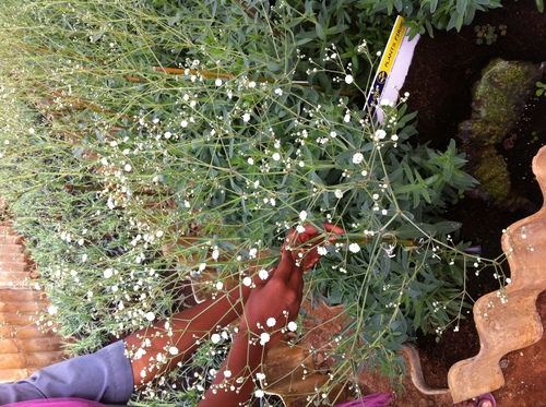 Growing Gypsophila