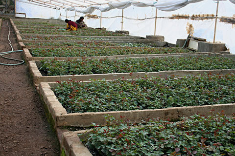 Plant Propagation Materials