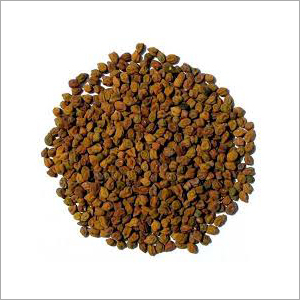 Fresh Gram Seeds