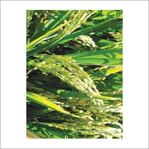 Planting Paddy Seeds