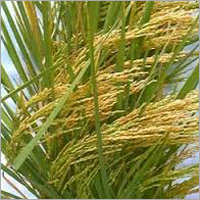 Rice Seed