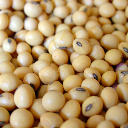 Soya Seed