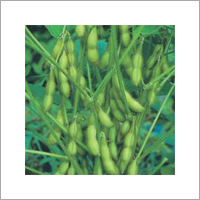 Growing Soybean Seeds