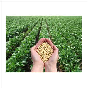 Organic Soybean Seed