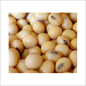 Soybean Seeds