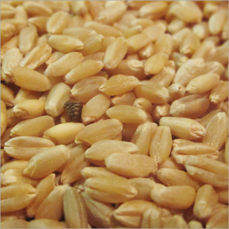 Organic Wheat Seed