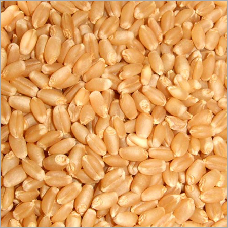 Pure Wheat Seed