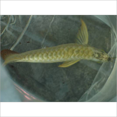 Gold Head Arowana