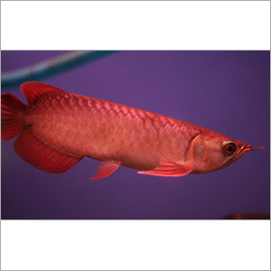 Chili Red Arowana
