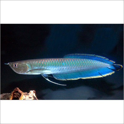 Blue Base Arowana
