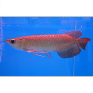 Asian Red Arowana