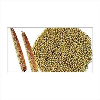Bajra Seed - Round Green Pearl Millet, 50 Kg PP Bag, 14% Max Moisture, 8% Max Protein, 3% Max Broken, 2% Max Foreign Matter, SGS Inspection