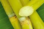 Raw Sugar Cane Swizzle Sticks