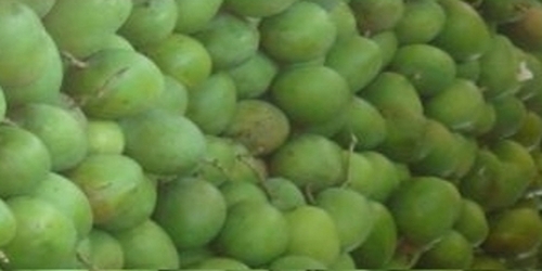 Raw Kesar mango