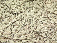 100% Viscose Jersey (lifestyle Fabrics)