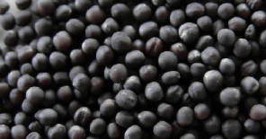 Canola Seeds - Black Hybrid Oil Seeds, 50-500 Kilograms , 98% Purity, 0.25% Moisture Content, Superior Yield, Weather Resistant, Extended Shelf Life