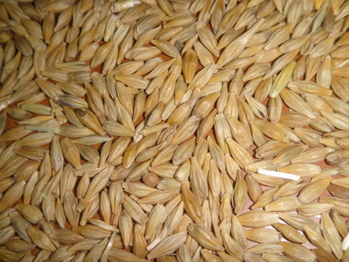 Barley Seed - Moisture: 14% Max, Protein: 11% Min, Foreign Matter: 1-2% Max, Origin: India | Grade: Food, Packing: 50 Kg PP Bag, Shelf Life: 12 Months