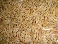 Barley Seed - Moisture: 14% Max, Protein: 11% Min, Foreign Matter: 1-2% Max, Origin: India | Grade: Food, Packing: 50 Kg Pp Bag, Shelf Life: 12 Months