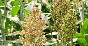 Jowar - Cumin Oil Seeds, 500 Kilograms | Green Color, 98% Purity, 0.25% Moisture, Hybrid Type, 6 Months Shelf Life, Vegital Grade